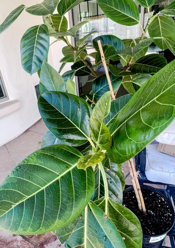 Top 3 Reasons to Grow Ficus Audrey Plant