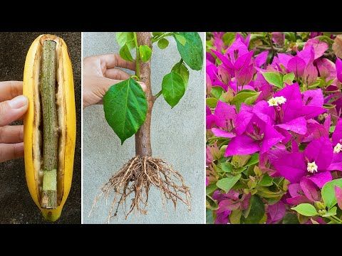 Bougainvillea Banana Propogation by Garden Easy